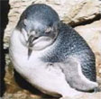 Lillico Penguin