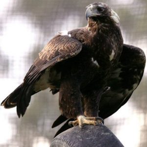 donate_raptor_refuge