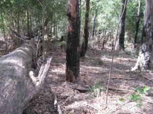 Inglewood work site after completion revealing  just a few slender native plants that have managed to survive the Gorse domination.