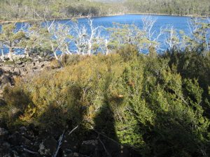 Fagus with Lake Fenton