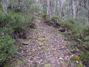 View of the track after it beiing cleared back further and typical of the downhill section