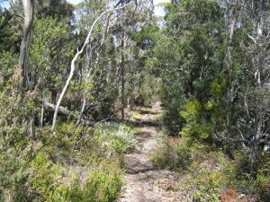 Part of the track previously cleared and looking a pleasant place to walk