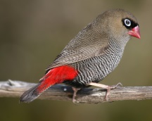 Beautiful firetail photo M Statham