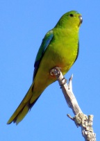 OBP  photo MStatham