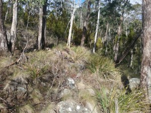  Bush at the northern end of Tolosa site