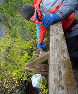 Collecting Rubbish under Boardwalk, Ballroom Forest