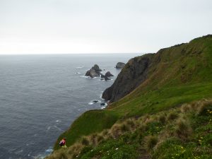 Weed control on Maatsuyker Island (Photo M. Campbell)