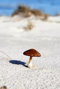 larapuna dune mushroom - KLetsch_20190804