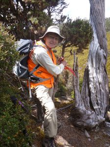 Jenny taping the Pencil Pine Track (GH)