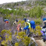 Twisted Lakes Pruning