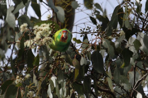 FODR Swift Parrot Kelcey Tier Sept 2020. Tom Sayers