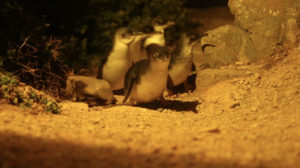 Penguins_3