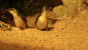 Penguins_4