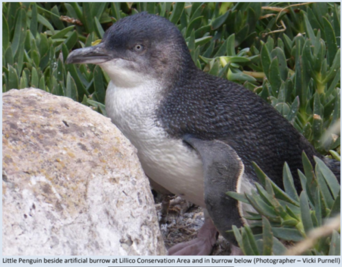 Little Blue Penguin from FOLP