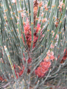 Allocasuarina crassa (Cape Pillar Sheoak)