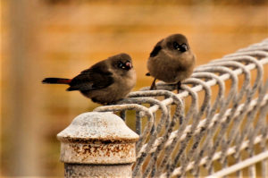 Beautiful Firetails, Stagonopleura bella,