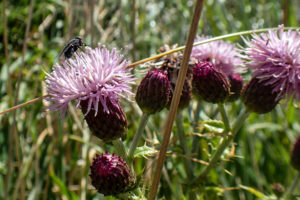 Californian Thistle, Tasman Island