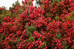 Cyathodes juniperina Pink berry