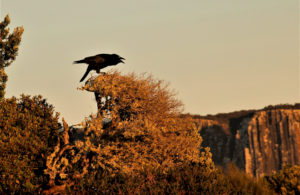 Forest Raven