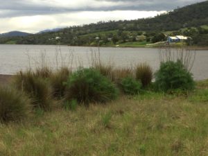 To show the target weed for a restoration project at Penna Beach.