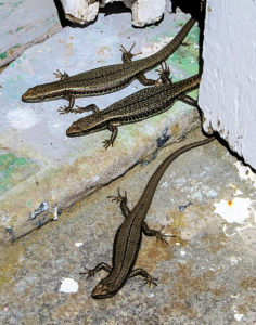 Metalic skink (Niveoscincus metallicus)