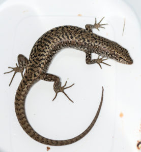 Occelated Skink - Carinascincus ocellatus