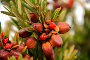 Pittosporum bicolour