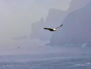 White-bellied sea eagle at Tasman Is