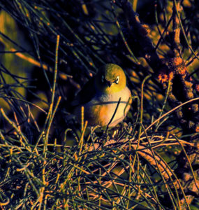 Silvereye