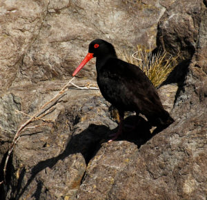 Sooty Oystercatcher