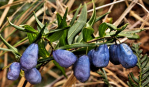 Turquoise berry, Tasman Island