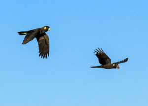 Yellow-tailed black-cockatoos Tasman Is