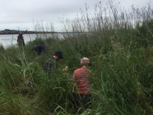 Weeding out Common Fennel