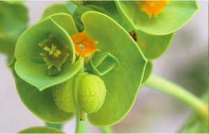 Sea Spurge