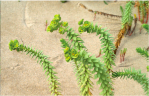 Sea Spurge