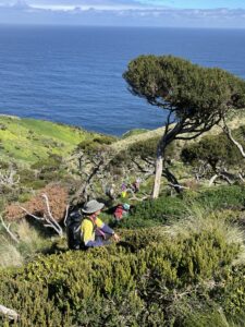 Weed team Maatsuyker Island, March 2021 (Photo Marina Campbell)