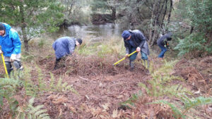 Clearing blackberries by the Tyenna River