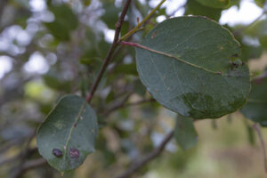 Eucalyptus ovata - Image by Ryan Francis Photography