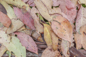 Eucalyptus ovata - Image by Ryan Francis Photography